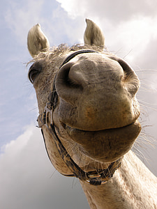 horse, snout, nose horse, white, sky, head, animal