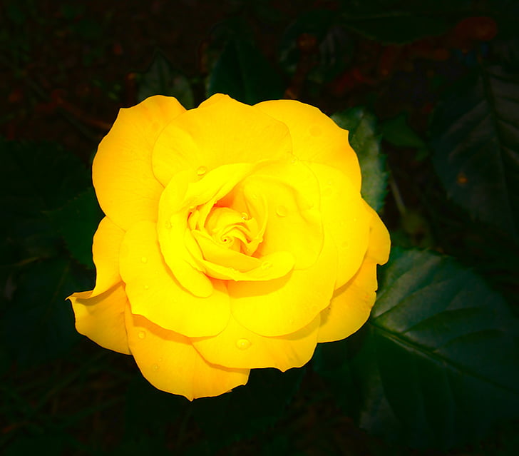 Rosa, flor, planta, groc, flor, pètal