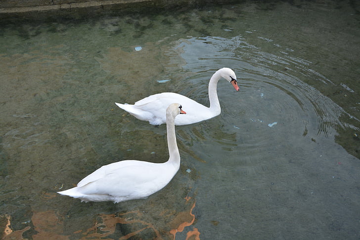 cisnes, Branco, Majestic, água, Lago, Annecy