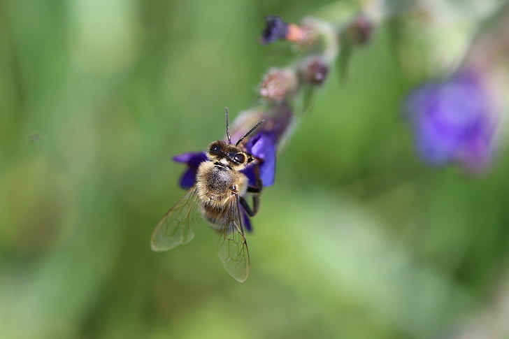 Bee, pollen, natur, lilla blomster, pollinering, pollen samling, makro