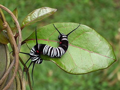 Caterpillar, inseto, folha com lagarta