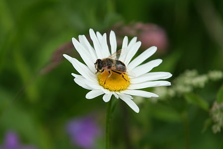 bee, daisy, flower, nature, insect, macro, close