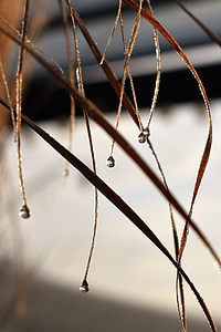 drip, dew, drop of water, morgentau, autumn, leaf, dewdrop