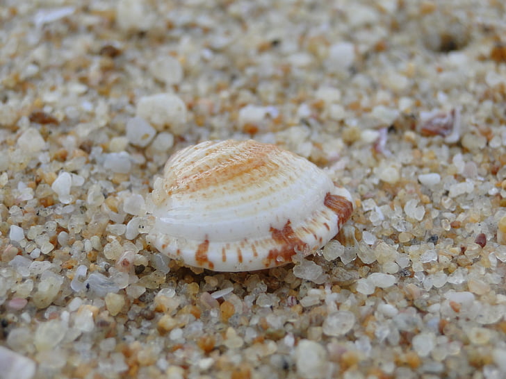 Shell, Já?, pláž, písek, zvířecí shell, dovolená, léto