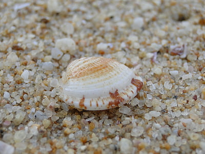 shell, zee, strand, zand, Animal shell, vakanties, zomer