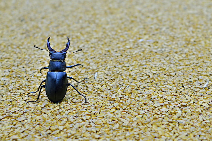 kever, Stag kever, minimale, vliegende insecten, insect