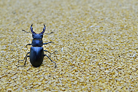 Escarabajo de la, Escarabajo ciervo, mínimo, insectos voladores, insectos