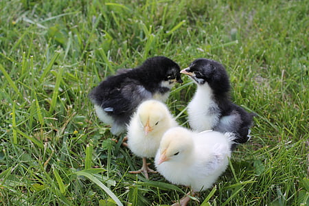 chickens, chicks, baby, animal, adorable, chicken, easter