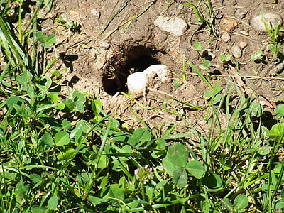 bee, insect, hole, nest, nature