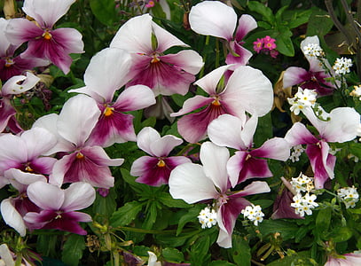 tænkning, Viola tricolor, Bratsch, Violaceae, jardiniere, lilla blomst