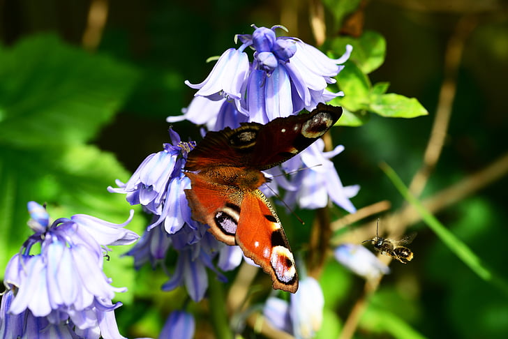 påfugl sommerfugl, inachis io, flyvende blade-cutter bee, flyvende megachile centuncularis, spanske bluebell, hyacinthoides hispanica, close-up