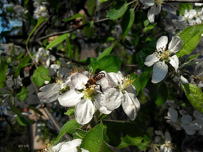 árbol de manzana, abeja, flores, floración, flor, naturaleza, jardín