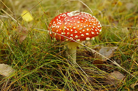 forest, poisonous mushroom, autumn, fly agaric red, mushroom, fungus, nature