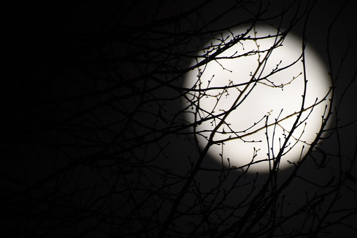 Луната, пълнолуние, нощ, тъмно, Черно, клонове, фонове