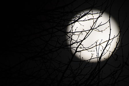 月, 満月, 夜, 暗い, ブラック, 枝, 背景
