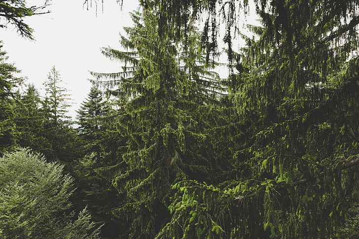 forest, nature, outdoors, plants, trees, woods, tree