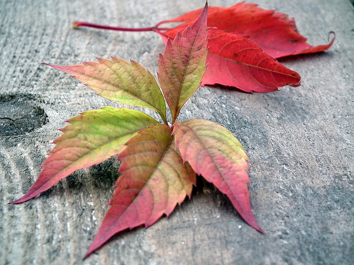 folhas, Outono, Listopad, folha de outono, vermelho, natureza, jardim