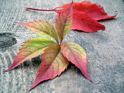 feuilles, automne, listopad, feuille d’automne, rouge, nature, jardin