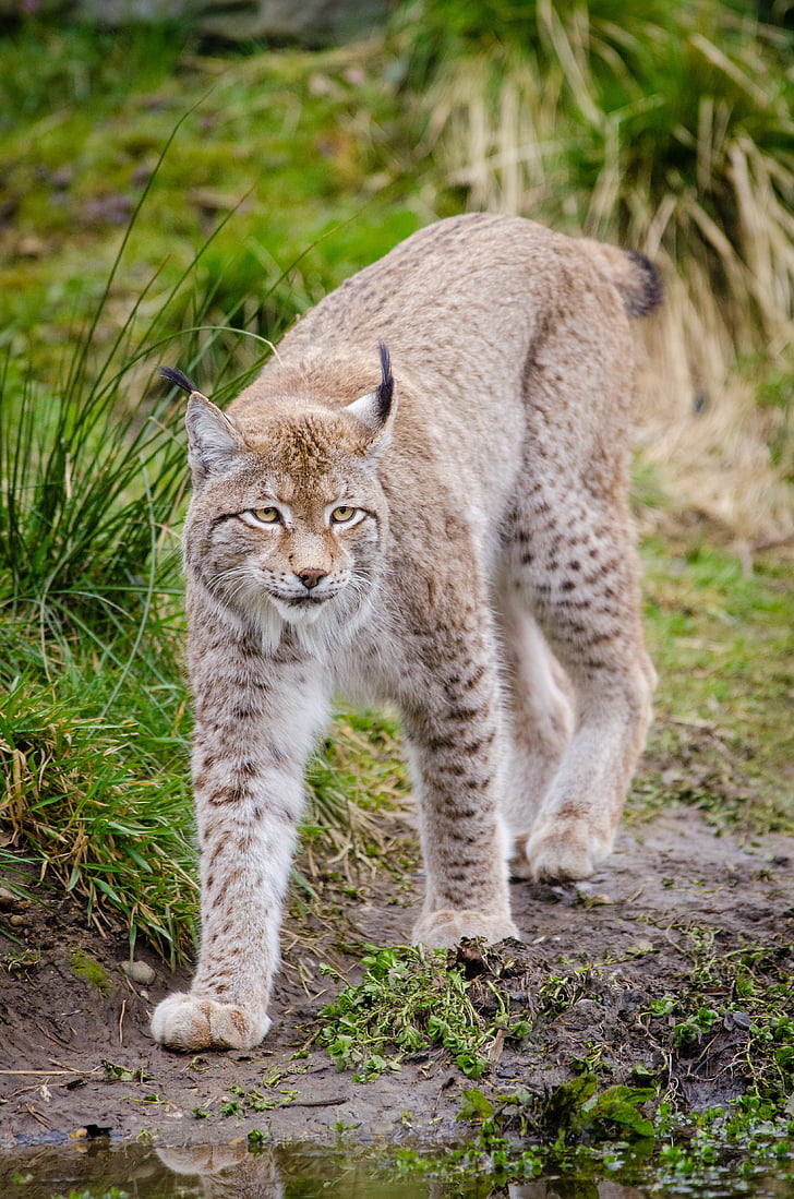 Lynx, Feline, däggdjur, underfamilj av kattdjur, ansikte prydde favoriter, trekantiga öron, Predator