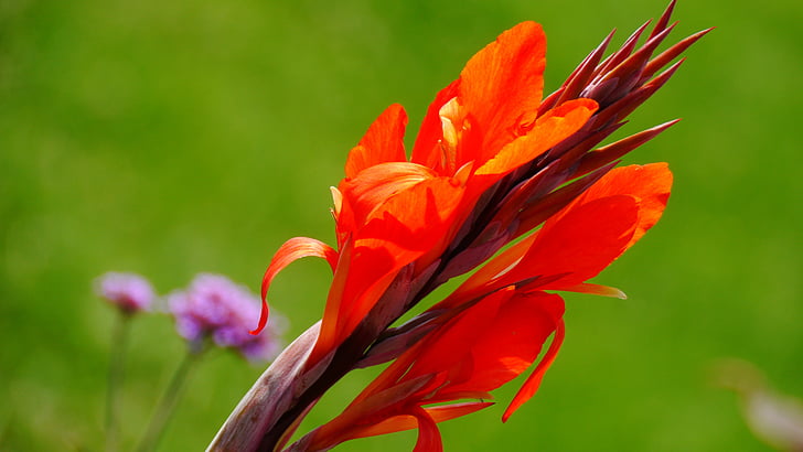 rote Blume, Sommer, Lichter
