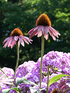 λουλούδι, Echinacea, λουλούδι στον κήπο, το καλοκαίρι, πολύχρωμο λουλούδι, φυτό, Κήπος