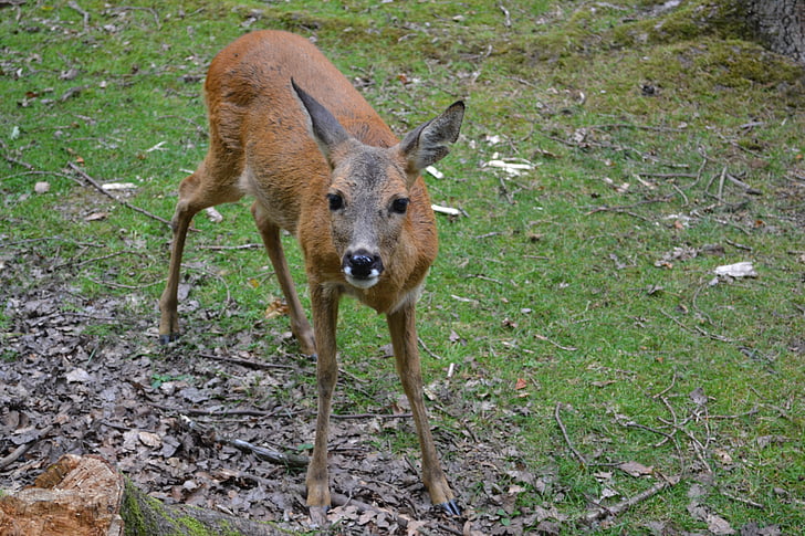 roe deer, zoo, animal world, wildlife park, forest, young, enclosure