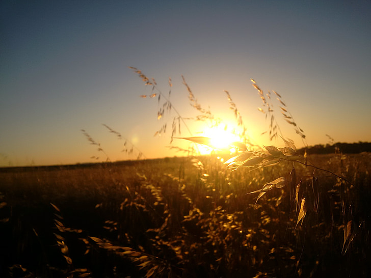 blat, cultiu, l'estiu, posta de sol