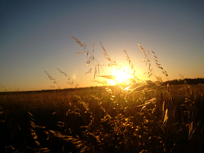pšenica, Obrezivanje, ljeto, zalazak sunca