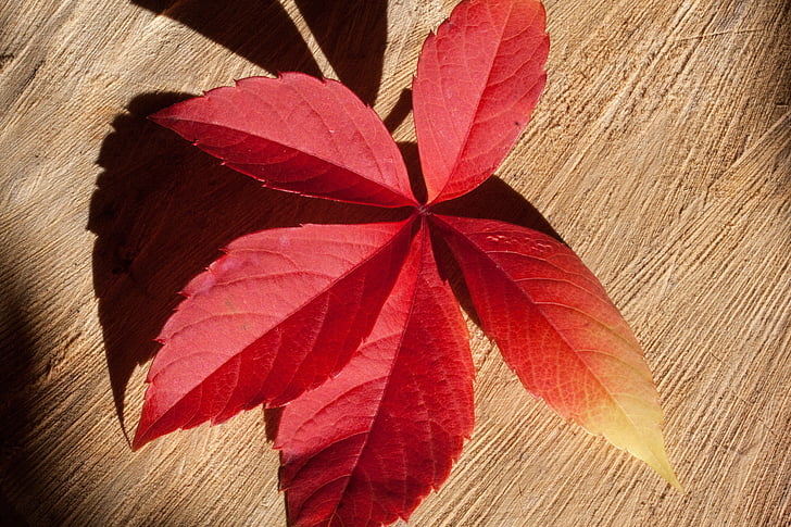 hösten, falla lövverk, gyllene höst, lämnar, blad i höst, färgglada, bakgrund