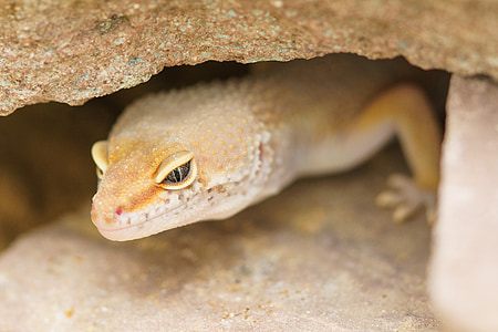 Gecko, reptil, de la cueva, protección, camuflaje