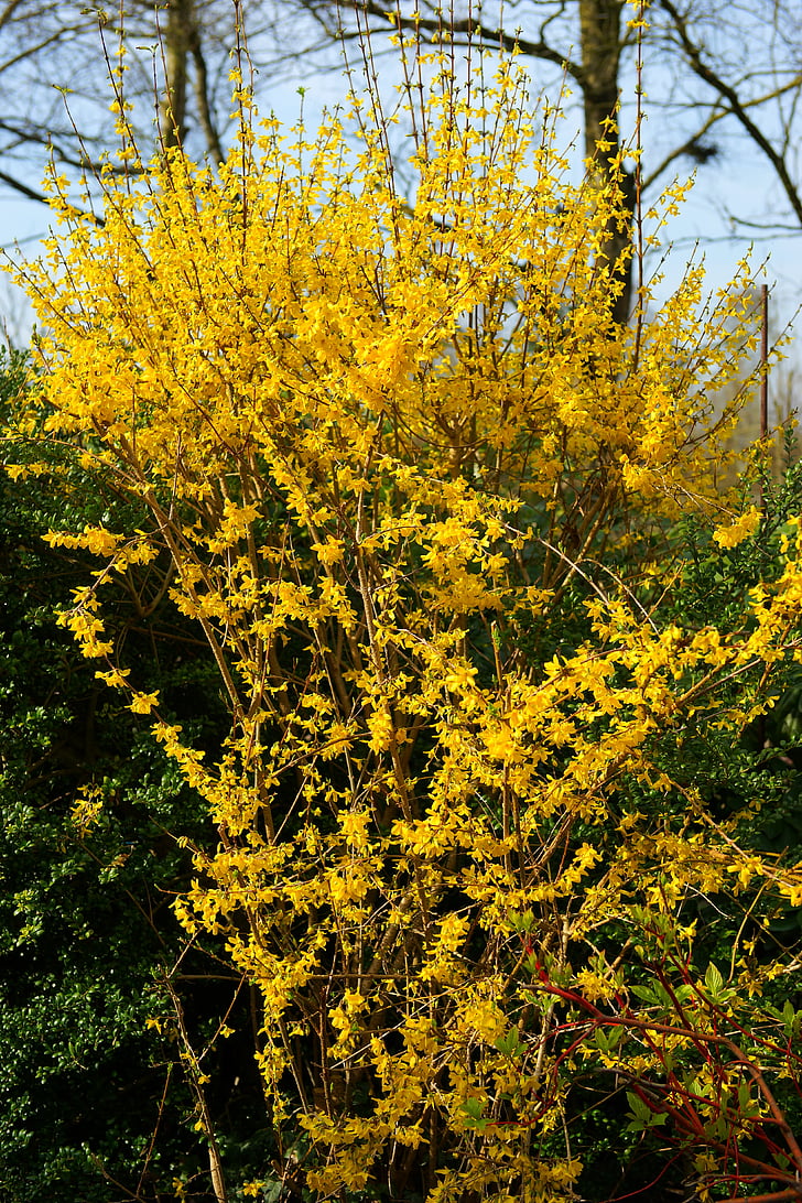 flowers, yellow, yellow flowers, forsythia, close, spring, plant