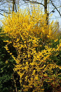 Blumen, gelb, gelbe Blumen, Forsythien, in der Nähe, Frühling, Anlage