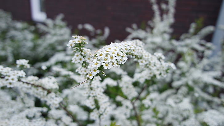 flower, white, nature, white flowers, spring