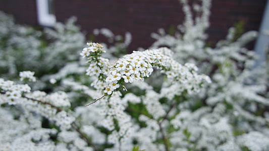 flor, blanc, natura, flors blanques, primavera