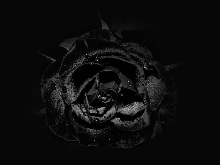 Rosa, flor, negre