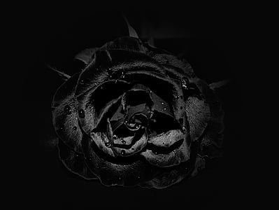 장미, 꽃, 블랙
