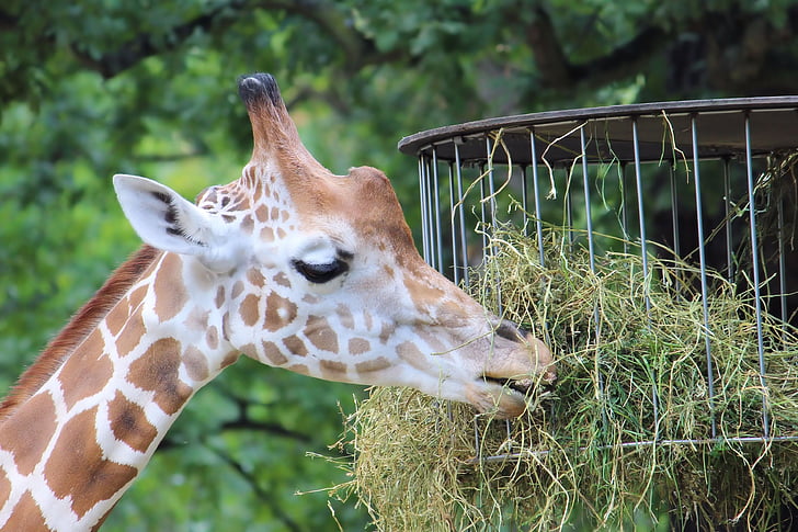 girafa, jardim zoológico, Berlim