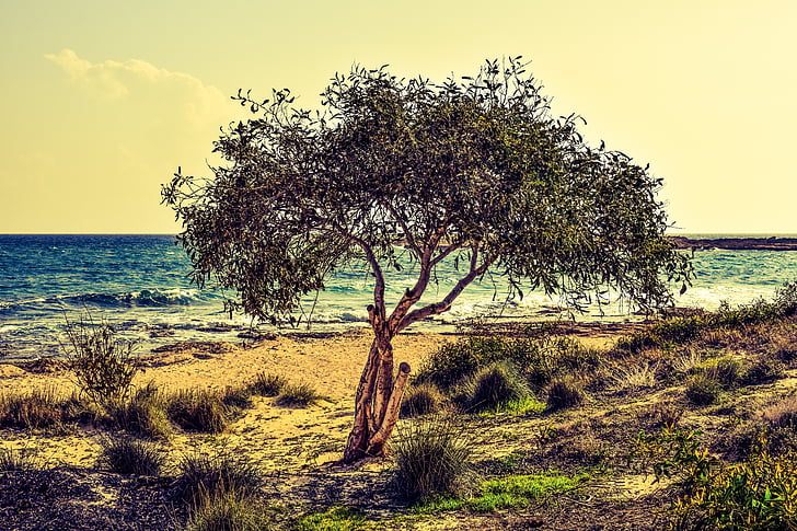 árbol, mar, Playa, naturaleza, paisaje, Makronissos, Chipre
