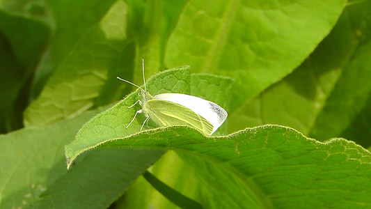 white, butterfly, insect, animal, wing, leaf, nature
