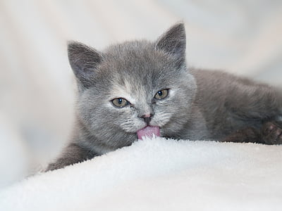 grey, short, fur, cat, licking, white, textile