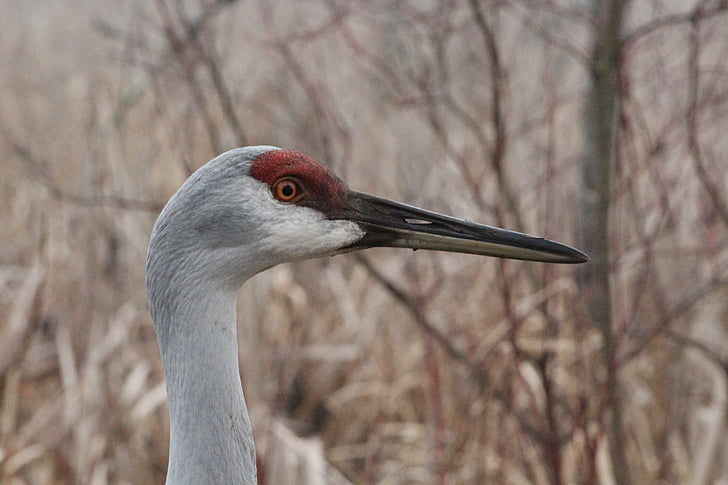 sandhill crane, cranes, crane, wildlife, nature, beak, avian