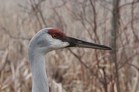 sandhill crane, Crane, Crane, satwa liar, alam, paruh, flu burung