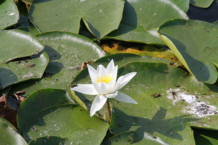 цветок, воды, Природа, Водяная лилия, пруд, Лепесток, лист