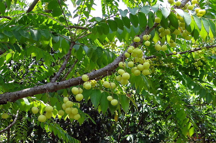 uva spina della stella, uva spina ovest india, Phylanthus acidus, uva spina Otahiti, Otaheite gooseberry, uva spina malese, uva spina tahitiana