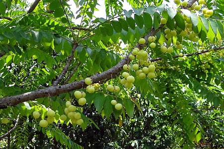 Star stikkelsbær, Vest india stikkelsbær, phylanthus acidus, otahiti stikkelsbær, otaheite stikkelsbær, Malayisk stikkelsbær, Tahitian stikkelsbær