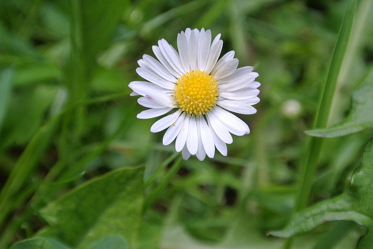 Daisy, plante, Luk, natur, sommer, blomst, close-up
