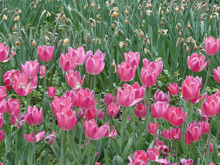 flores, tulipas, Tulipa, flor, natureza, papel de parede