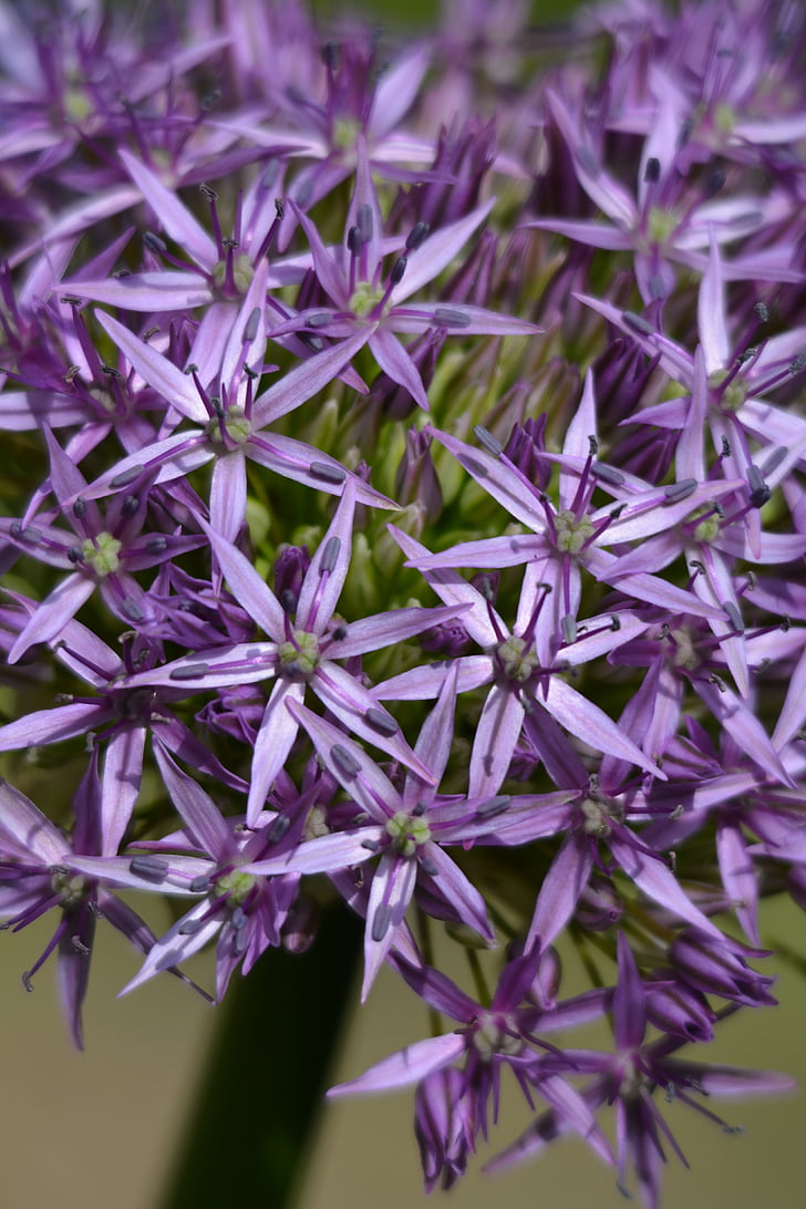 hagymavirág, 紫色, 夏季