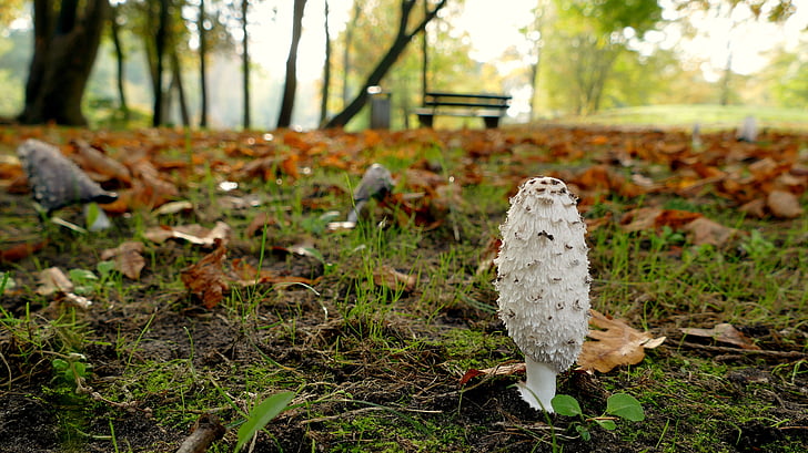 mushroom, park, autumn, herbstimpression