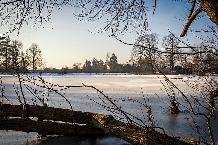 зимни, парк, парк wörlitz, студено, сняг, дървета, пейзаж